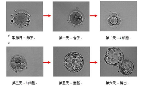 上海三代试管婴儿
